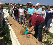 Erlebnisprogramm: Sopargel auf dem Feld kennenlernen (©Foto: Martin Schmitz)